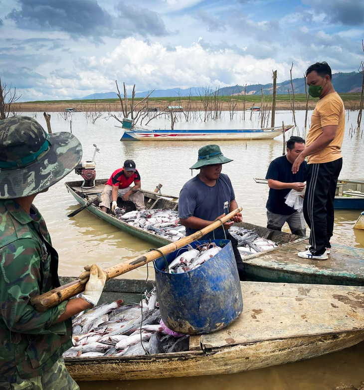 Người dân vớt cá chết trên hồ thủy điện Ialy mang đi bán gỡ vốn - Ảnh: N.L. 