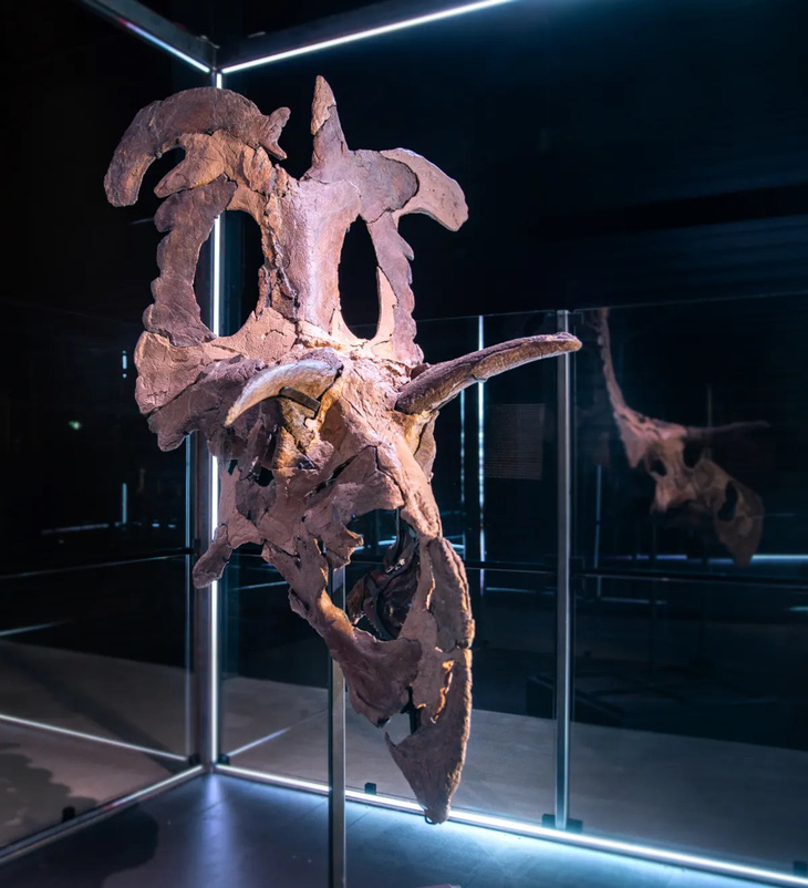 Xương sọ hóa thạch của Lokiceratops được trưng bày ở Bảo tàng Tiến hóa tại Đan Mạch - Ảnh: Museum of Evolution