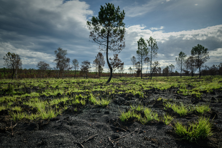 Một cánh rừng bị cháy ở Guillos, miền tây nam nước Pháp, vào năm 2022. Hơn 80% môi trường tự nhiên của châu Âu đang trong tình trạng không tốt - Ảnh: AFP