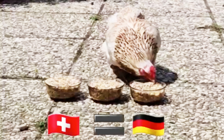 CĐV tuyển Đức khoái màn dự đoán Euro 2024 của chú gà Sambucca