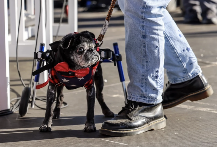 Về nhì tại cuộc thi là Rome, chú chó ngồi xe lăn 14 tuổi, ở Rohnert Park, California. 