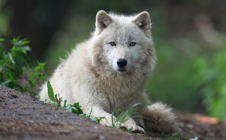 Một con sói Bắc Cực tại vườn thú Thoiry, giống loài sói đã tấn công người phụ nữ Pháp hôm 23-6 - Ảnh: TELEGRAPH