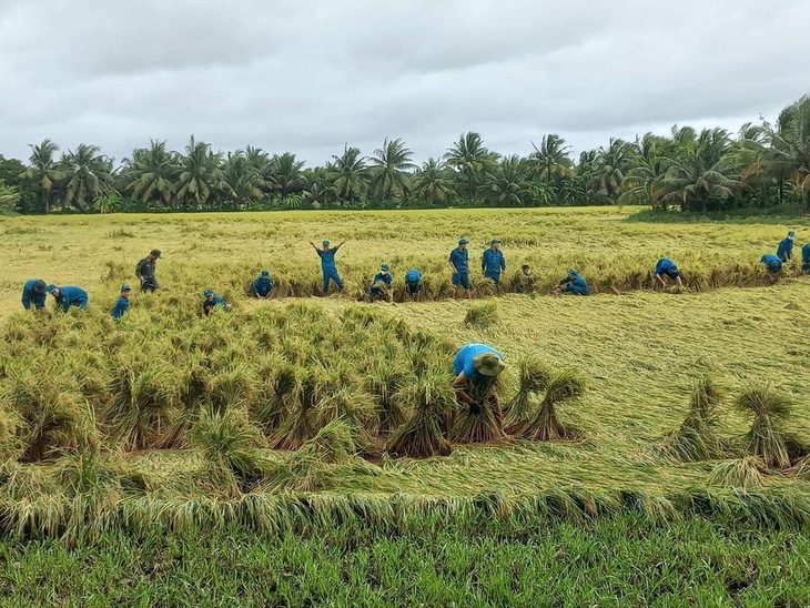 Lực lượng dân quân tự vệ huyện Long Hồ, tỉnh Vĩnh Long thu hoạch lúa giúp dân sau khi mưa dông làm lúa bà con bị sập - Ảnh: CHÍ HẠNH