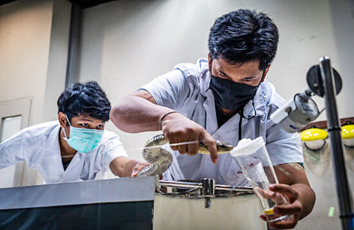 Các nhân viên y tế trích xuất nọc rắn ở trung tâm nghiên cứu tại Bangkok, Thái Lan - Ảnh: Matthunphoto