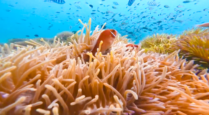 Một góc san hô tuyệt đẹp ở dưới đáy đại dương Phú Quốc - Ảnh: TIẾN MINH