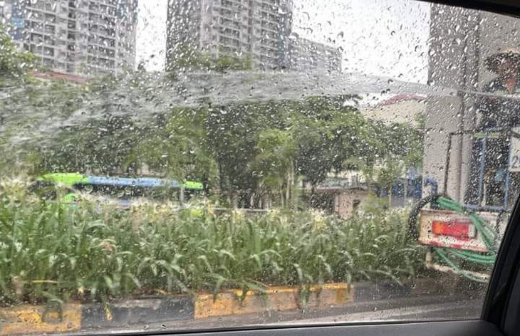 Hình ảnh lan truyền trên mạng xã hội việc một công nhân tưới cây giữa trời mưa tầm tã - Ảnh: MXH