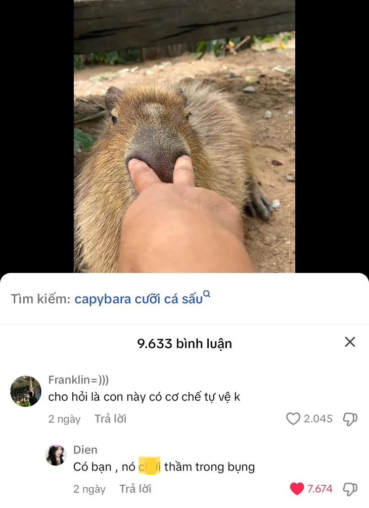 Capybara - Chúa tể meme! 