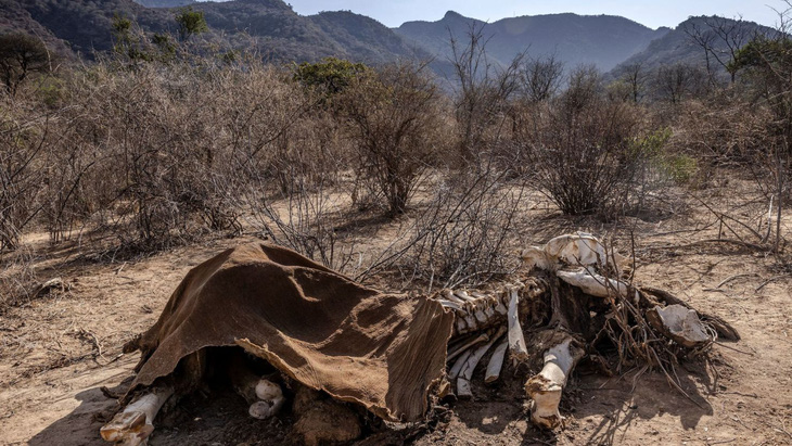 Một con voi chết do hạn hán tại Samburu, Kenya, ngày 12-10-2022 - Ảnh: AFP