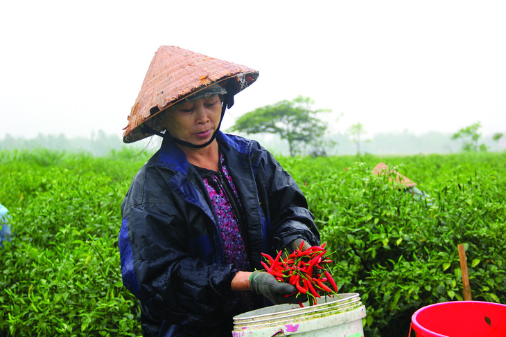 Nông dân Quảng Ngãi hái ớt.  Ảnh: TRẦN MAI