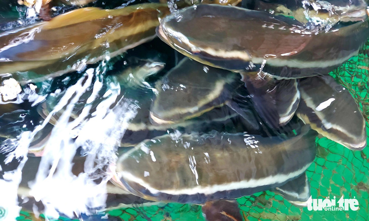 Kiên Giang có thế mạnh nuôi cá bớp phát triển kinh tế địa phương - Ảnh: CHÍ CÔNG