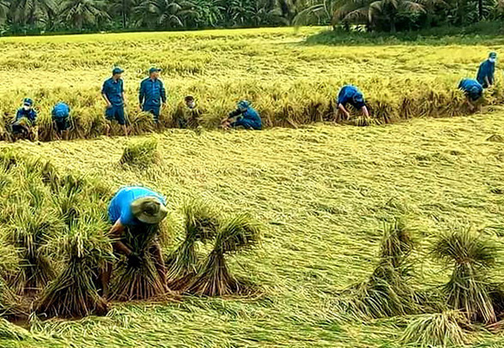 Lực lượng dân quân tự vệ tỉnh Vĩnh Long giúp dân thu hoạch lúa sau nhiều ngày mưa bão - Ảnh: CHÍ HẠNH