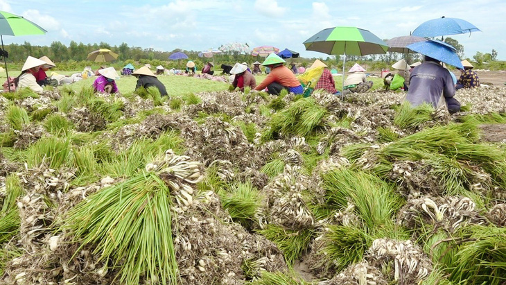 Người dân thu hoạch và phơi củ kiệu dọc tỉnh lộ 843, huyện Tam Nông, Đồng Tháp - Ảnh: ĐẶNG TUYẾT