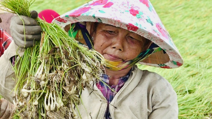 củ kiệu 