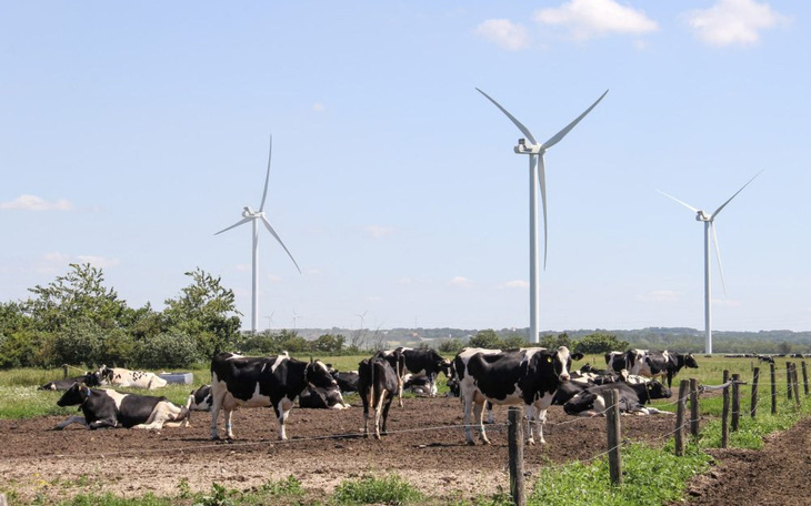 Đan Mạch thông báo áp thuế CO2 đối với ngành chăn nuôi từ năm 2030