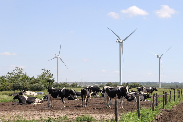 Đan Mạch thông báo áp thuế CO2 đối với ngành chăn nuôi từ năm 2030- Ảnh 1.