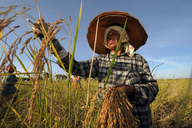 Thái Lan hỗ trợ chi phí phân bón cho nông dân- Ảnh 1.