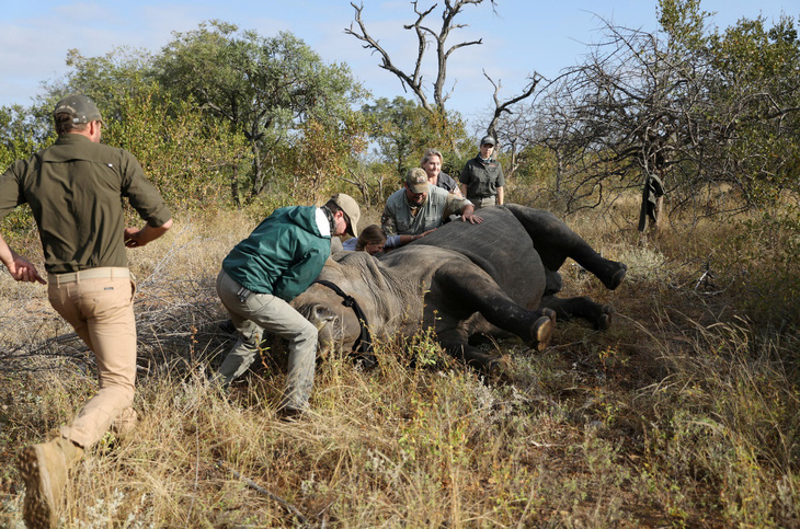 Nam Phi thử nghiệm công nghệ hạt nhân ngăn chặn nạn săn trộm tê giác- Ảnh 1.