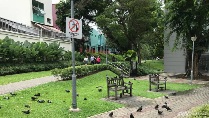 Công viên Duxton Plain, Singapore, với nhiều cây xanh và chim bồ câu - Ảnh: CHANNEL NEWS ASIA