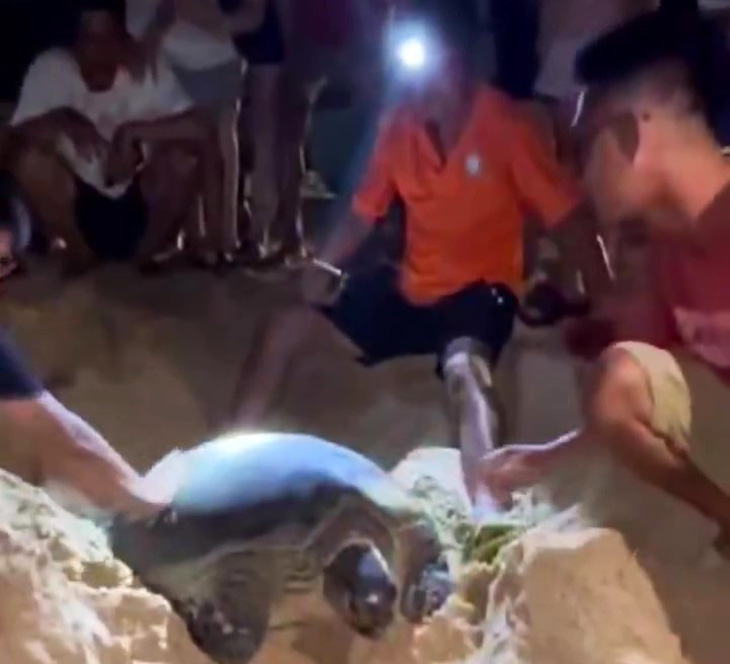 Rùa tiếp tục lên bờ biển Quy Nhơn, Bình Định đẻ trứng - Ảnh cắt clip
