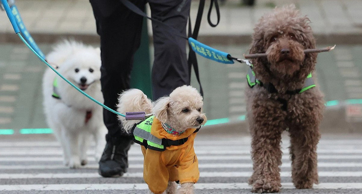 Các thành viên trong đội tuần tra chó ở Seoul - Ảnh: Yonhap News
