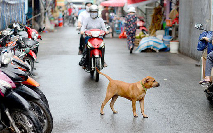 Mình thích nuôi chó, sao bắt cả xóm phải khốn khổ?