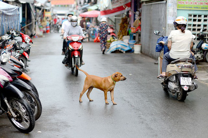 Nhiều người nuôi chó còn để chó chạy rông ra đường và không đeo rọ mõm, nguy cơ lan truyền bệnh dại rất lớn khi mới chỉ có 58% chó được tiêm phòng