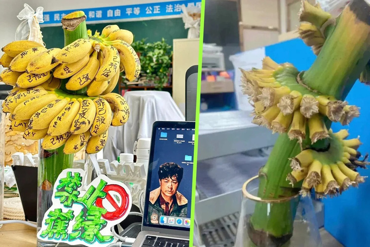 Những nhân viên trẻ tuổi ở Trung Quốc trồng chuối tại nơi làm việc nhằm giảm bớt căng thẳng - Ảnh: SCMP/Xiaohongshu