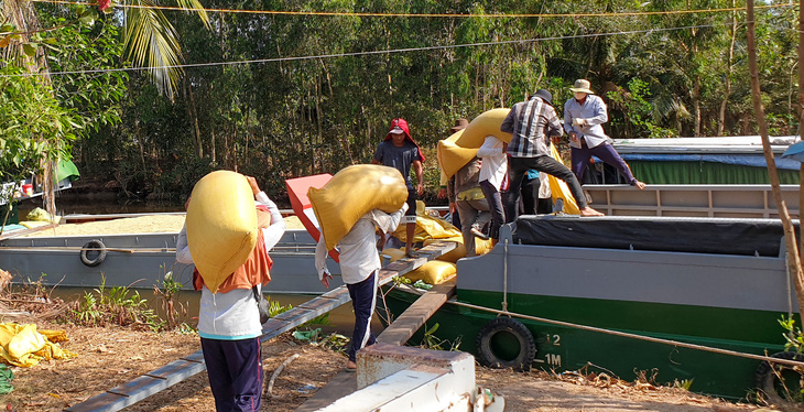 Người dân tin tưởng bán lúa thiếu cho thương lái nhưng thương lái biệt tăm làm nhiều người điêu đứng - Ảnh: THANH HUYỀN