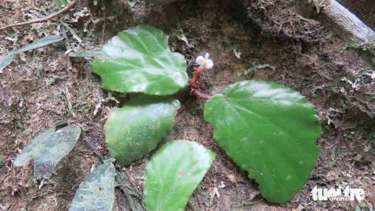 Loài mới Đakrông Begonia dakrongensis C.H.Nguyen, T.A.Le & C.W.Lin ngoài tự nhiên - Ảnh: LÊ TUẤN ANH