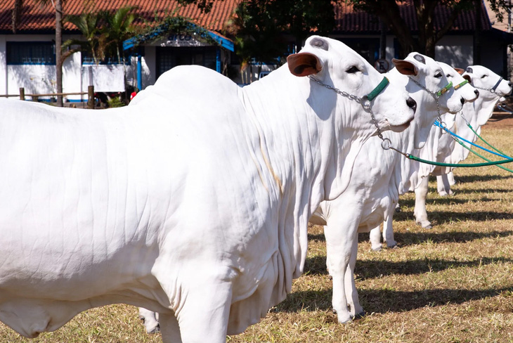 Bò Viatina-19 thuộc giống Nelore phổ biến tại Brazil, đồng thời là giống bò đắt đỏ bậc nhất đất nước - Ảnh: GETTY IMAGES