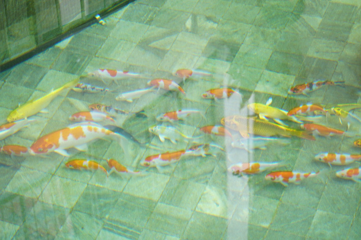 Một trong những hồ cá trong mô hình Aquaponics tại Hikari