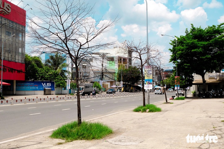 Cây xanh chết khô chỉ còn trơ trọi thân và cành trên đường Tên Lửa (quận Bình Tân, TP.HCM) - Ảnh: PHƯƠNG NHI
