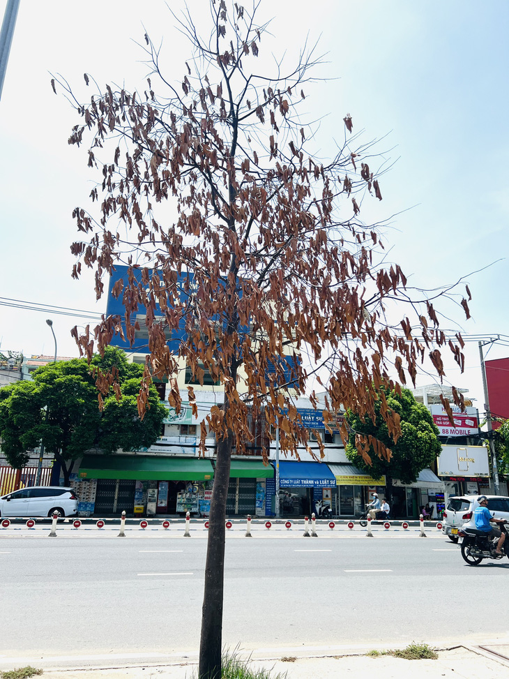 Một cây xanh trên đường Tên Lửa khô héo, phần lá đang rụng dần - Ảnh: XUÂN ĐOÀN