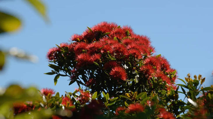 Cây rata phương bắc nở hoa đỏ rực vào giữa tháng 11 đến tháng 1 hằng năm - Ảnh: Shutterstock
