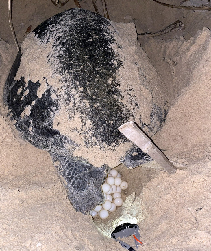 Một con vích mẹ đẻ trứng ở Côn Đảo - Ảnh: Đ.H.
