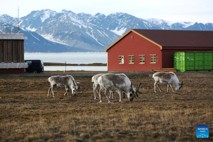 Tuần lộc ăn cỏ ở thị trấn Ny-Alesund, quần đảo Svalbard, Na Uy trong ảnh chụp ngày 20-6 năm nay. Là khu định cư lâu dài ở cực bắc thế giới, Ny-Alesund có 4 tháng ban ngày liên tục và 4 tháng trời tối bao trùm mỗi năm. Từ cuối tháng 4 đến cuối tháng 8, mặt trời không bao giờ lặn tại đây, mang đến cho du khách cảnh 