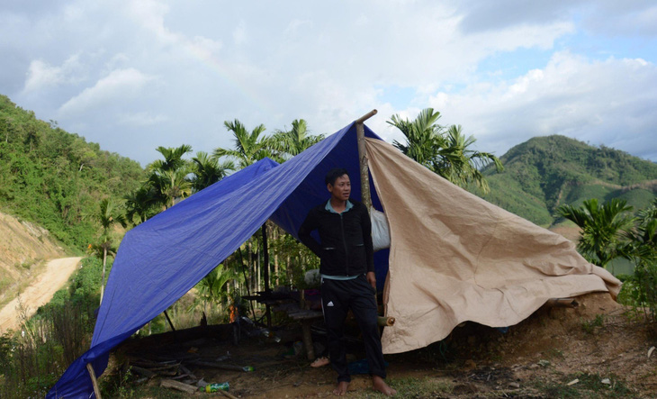 Người dân huyện Sơn Tây dựng lều túc trực bảo vệ những vườn cau - Ảnh: T.M