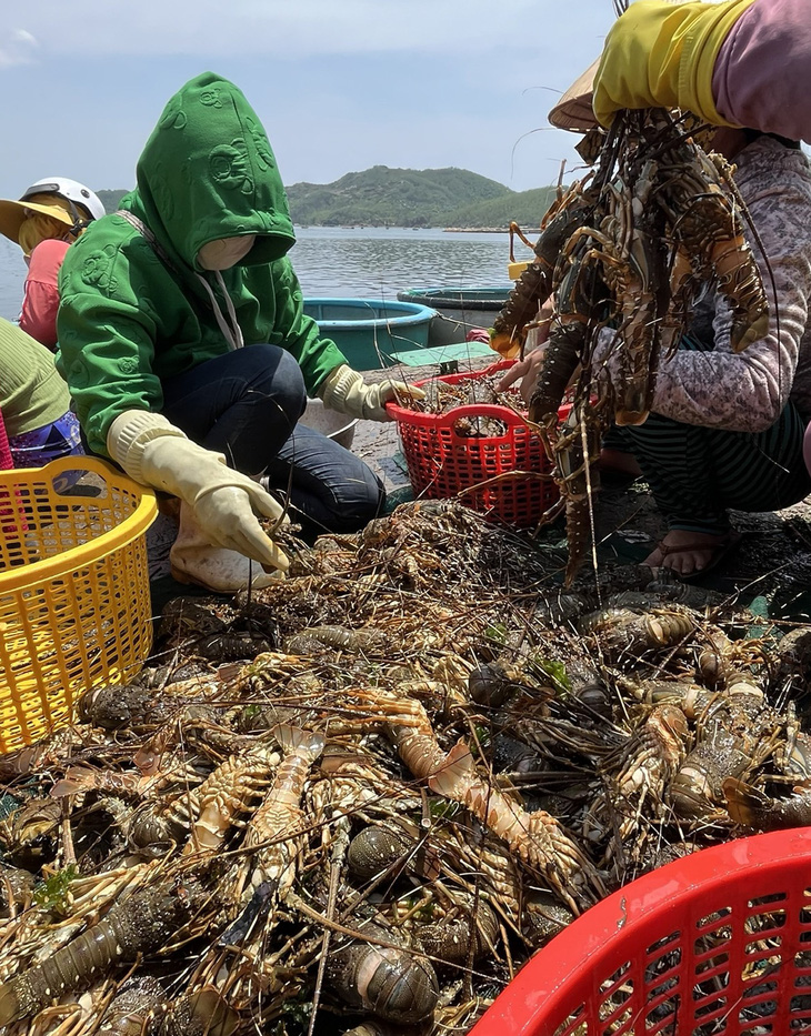 Tôm hùm chết hàng loạt tại vùng nuôi thị xã Sông Cầu (Phú Yên) vào tháng 6-2024 - Ảnh: NGUYỄN HOÀNG