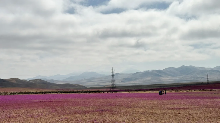 Sắc tím lãng mạn trên sa mạc Atacama - Ảnh: REUTERS