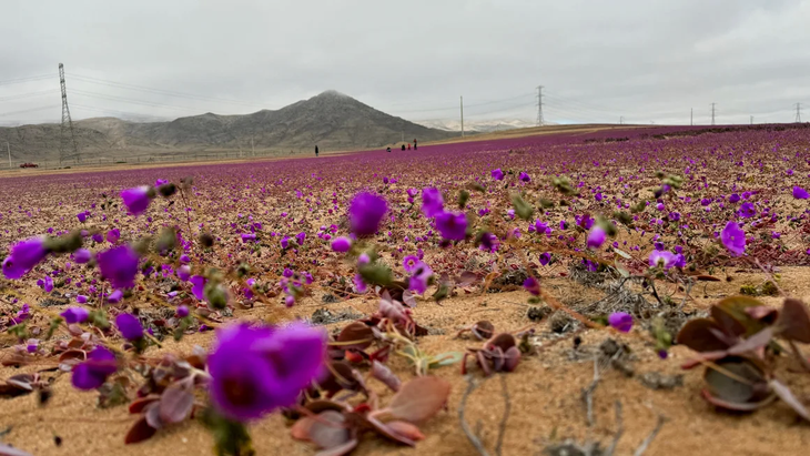 Hoa tím nở rộ trên sa mạc Atacama hôm 6-7-2024 - Ảnh: REUTERS