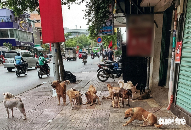 Căn nhà có chiều ngang chỉ khoảng 2,6m dài 10m nhưng nuôi đến cả trăm con chó - Ảnh: CHÂU TUẤN