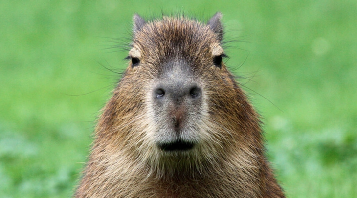 Sự đáng yêu của Capybara khiến loài gặm nhấm này đang được nhiều người yêu thích - Ảnh: Chụp màn hình