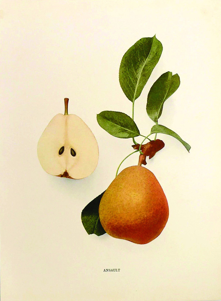 Lê Ansault, bản in màu trong sách gốc Pears of New York (1921). Nguồn: ETSY