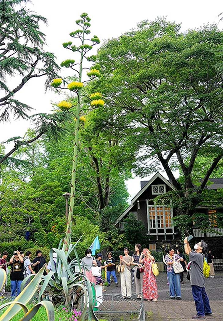 Loài cây trăm năm nở hoa một lần ở Tokyo, người dân đổ xô đi xem- Ảnh 3.