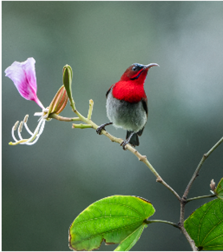 Chim hút mật đỏ - Ảnh được chụp tại Banyan Tree Lăng Cô