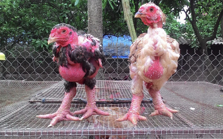 Đối diện 20 năm tù vì đem trứng gà Đông Tảo vào Mỹ
