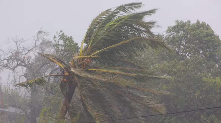 Cây cối oằn mình trong gió lớn do bão Freddy - Ảnh: REUTERS