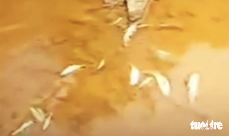 Cá chết ở suối Bắc, xã Châu Thành, huyện Quỳ Hợp, Nghệ An. Mặt nước suối trong nhưng đáy có bùn lắng sậm màu - Ảnh: Người dân cung cấp