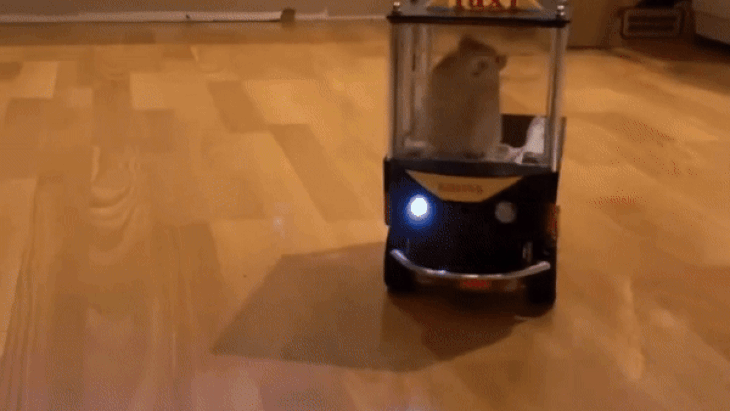 Chú chuột lái xe điện tới vị trí chỉ định - Ảnh cắt từ video, nguồn: KENDAL CRAWFORD
