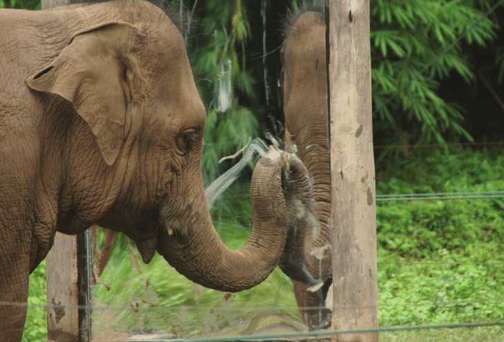 Một con voi châu Á trong bài kiểm tra trước gương - Ảnh: Joshua Plotnik